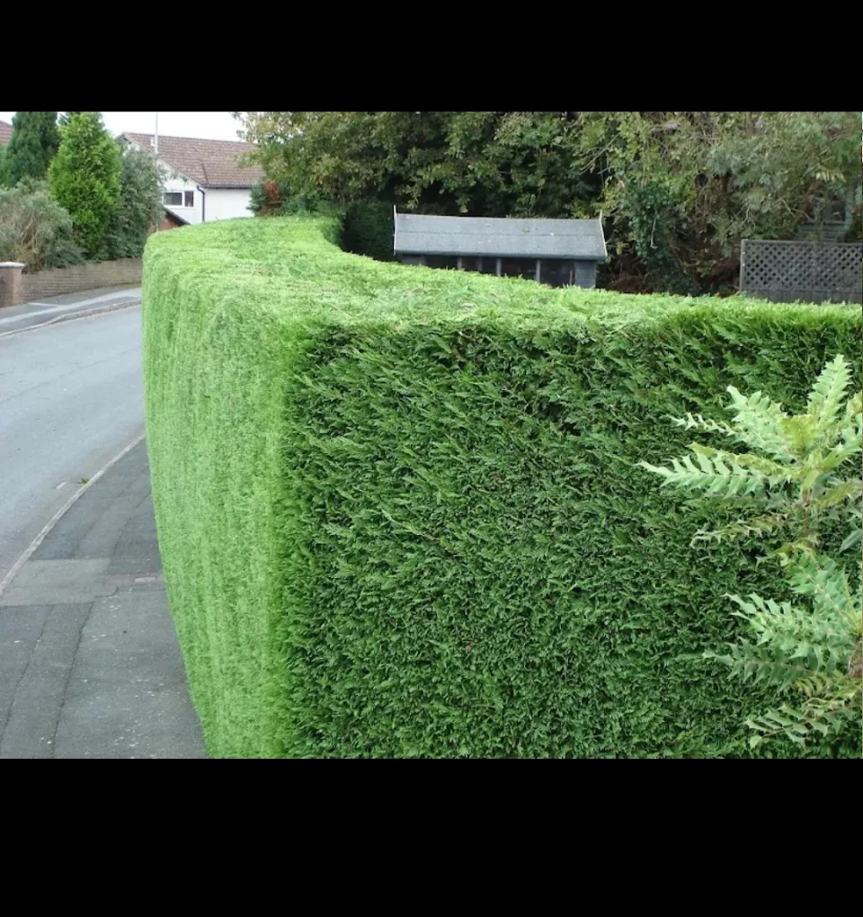 Conifer hedge shaping