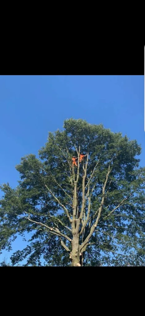 Large tree dismantle