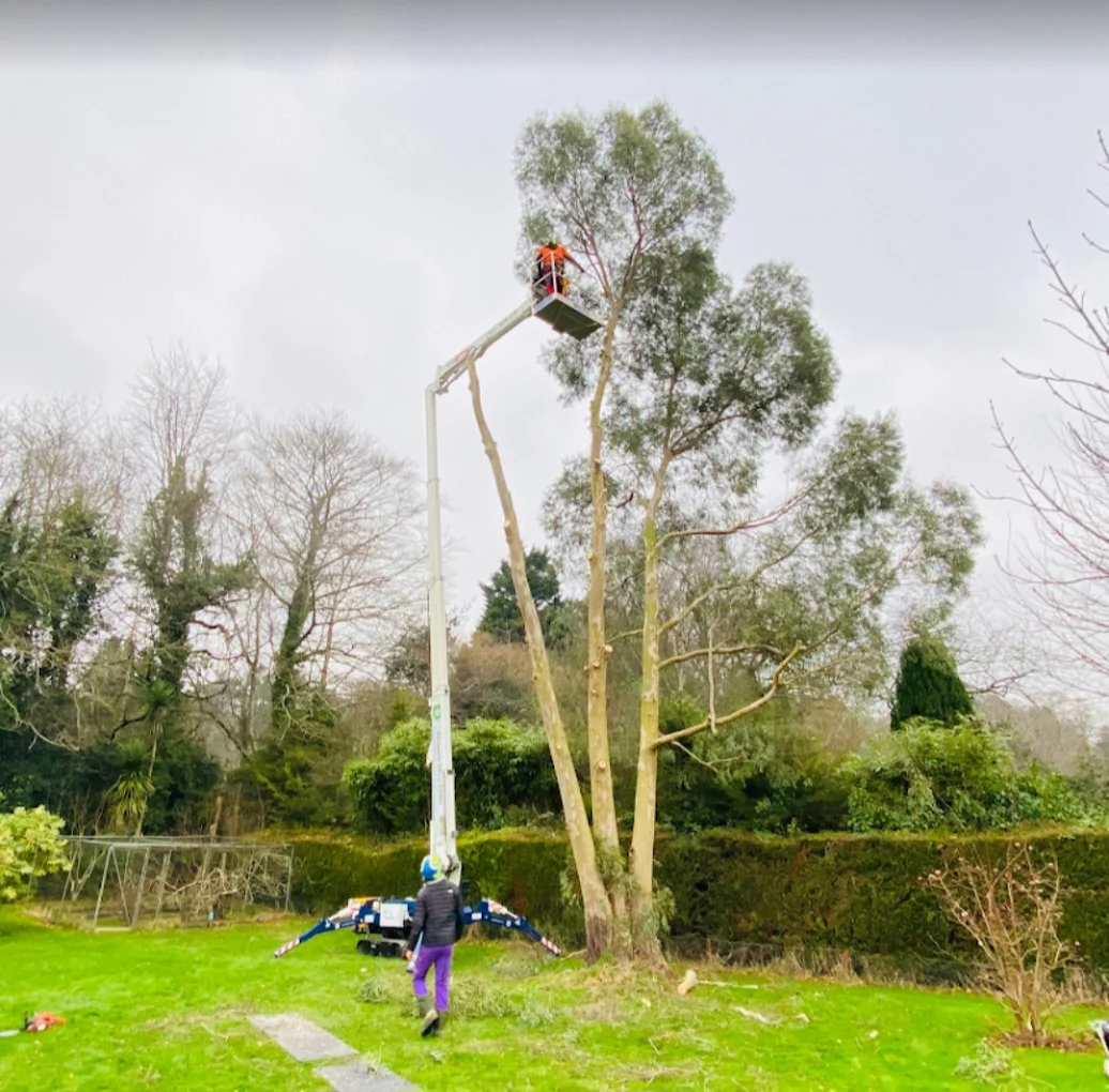 Tree Surgery — Branching-Out Gloucestershire