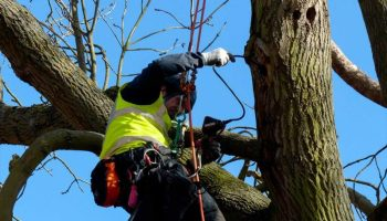 Tree Surveys — Branching-Out Gloucestershire